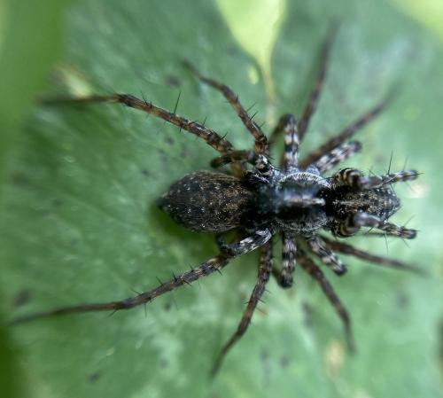Réf. 333 010 : Pardosa sp.